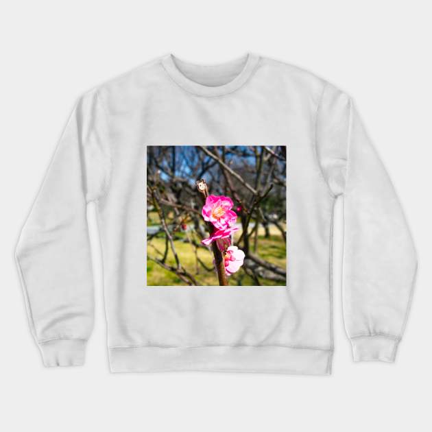 Photography - First plum blossom Crewneck Sweatshirt by Karoのkyuuto